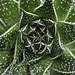 Aloe aristata