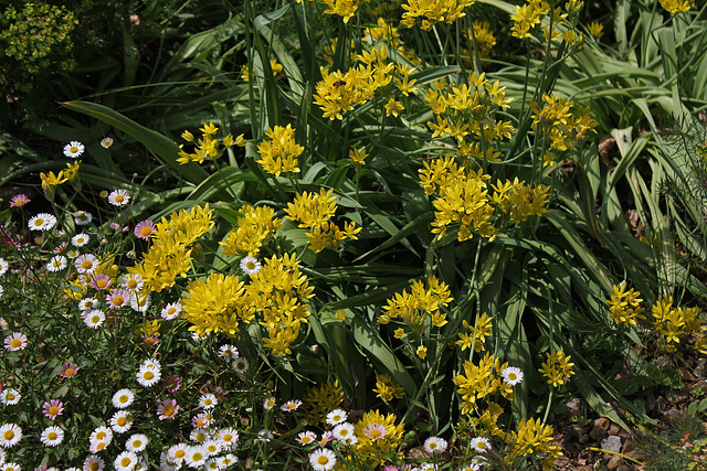 Allium moly 'Jeannine'