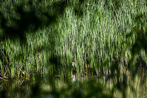 20140519 3392VRAw [D~OB] Schmalblättriger Rohrkolben (Typha angustifolia), Gehölzgarten Ripshorst