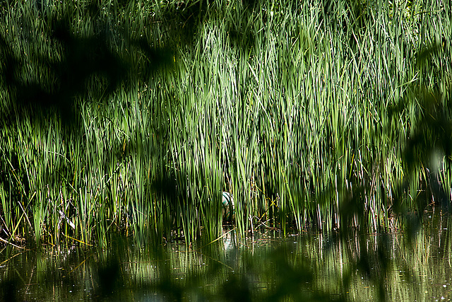 20140519 3392VRAw [D~OB] Schilfrohr (Phragmites australis), Ripsdorfer Wald