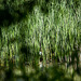20140519 3392VRAw [D~OB] Schilfrohr (Phragmites australis), Ripsdorfer Wald