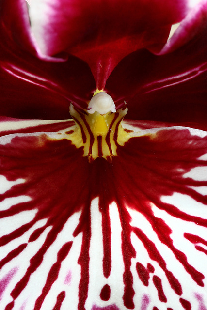 Miltoniopsis hybrid