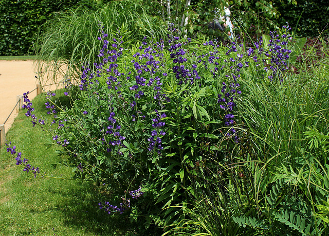 Baptisia australis -Podalyre