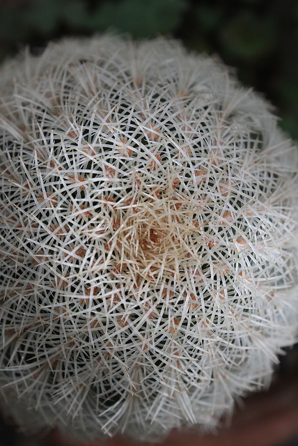 Echinocereus pectinatus