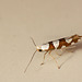 Argyresthia brockeella