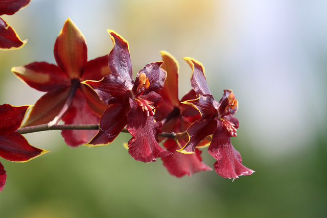 Colmanara Wildcat 'Bobcat'