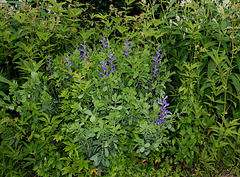 Baptisia australis -Podalyre