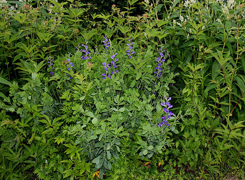 Baptisia australis -Podalyre