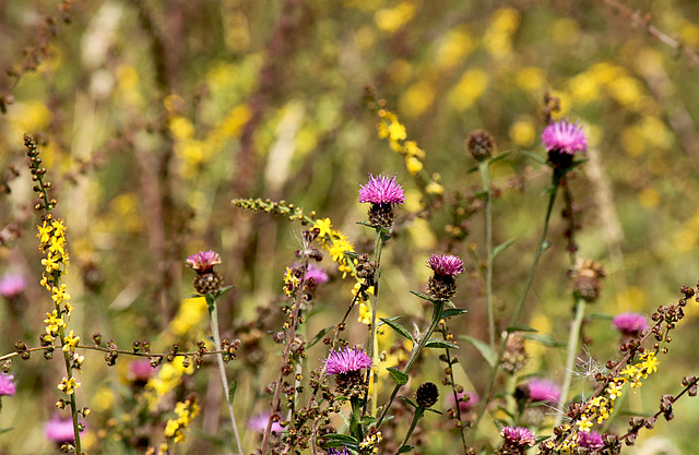 Knapweed & Agrimony