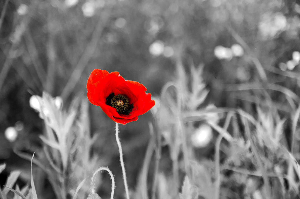 Coquelicot 2