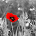 Coquelicot 2