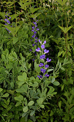 Baptisia australis -Podalyre