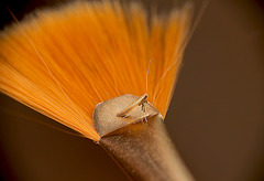 Caloptilia rufipennella