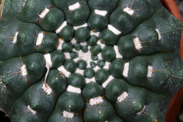 Cactus Patterns