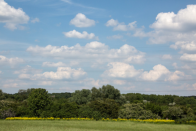 20140519 3374VRAw [D~OB] Ripsdorfer Wald