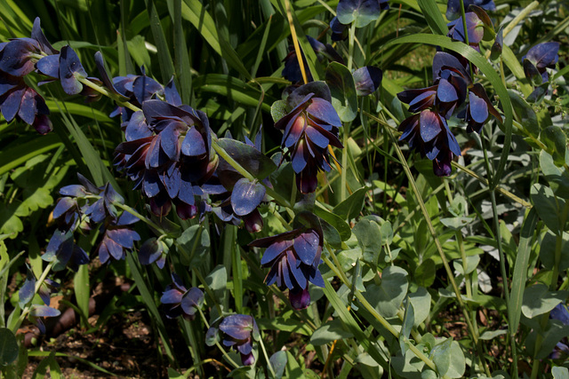 Cerinthus major 'Purpurescens'