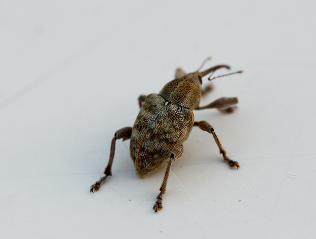 Nut Weevil Nut Weevil