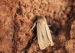 Webb's Wainscot