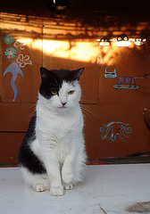 Billie the Kitler