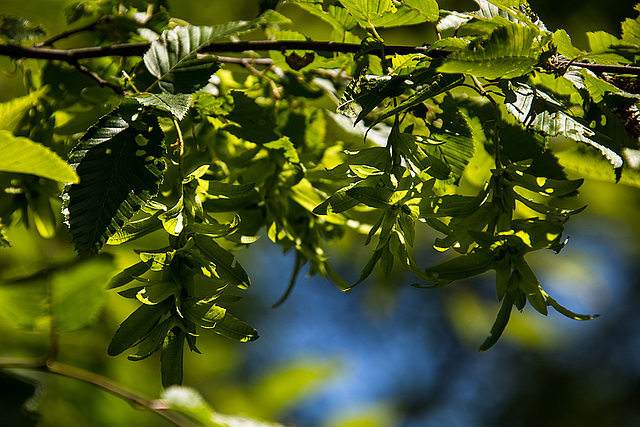 20140519 3370VRAw [D~OB] Hopfenbuche (Ostrya carpinifolia), Ripsdorfer Wald