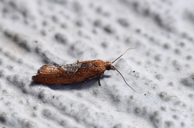 Epinotia brunnichana