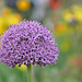 Alium