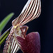 Paphiopedilum rothschildianum