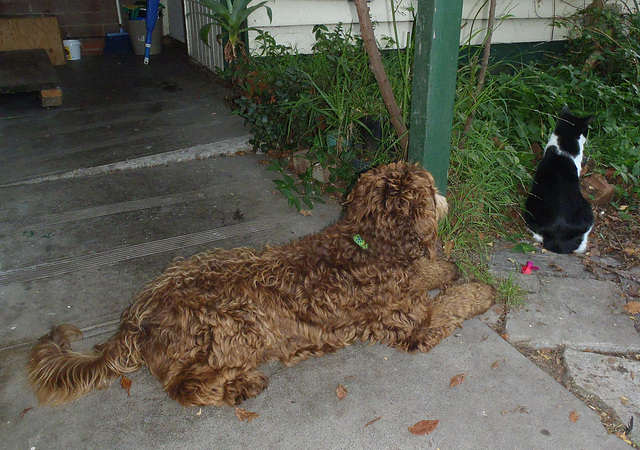 Billie & the doodles