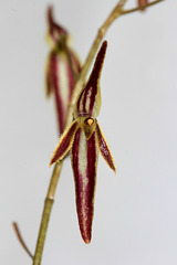 Acronia stricta