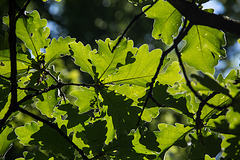 20140519 3362VRAw [D~OB] Japanische Kaisereiche (Quercus dentata), Gehölzgarten Ripshorst