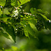 20140519 3357VRAw [D~OB] Herzblättrige Hainbuche (Carpinus cordata), Gehölzgarten Ripshorst