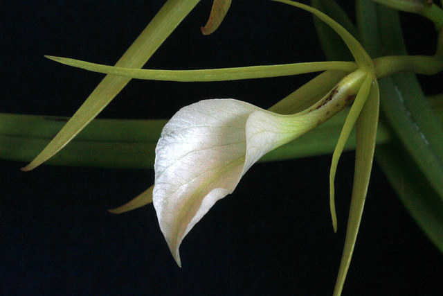 Brassavola nodosa 'Mickey Mouse' Brassavola nodosa 'Mickey Mouse'