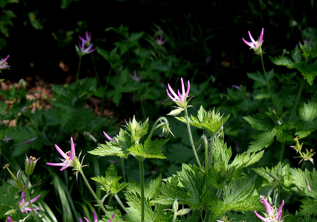 Geranium x oxonianuùm 'Sherwood'