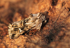 Toadflax Brocade