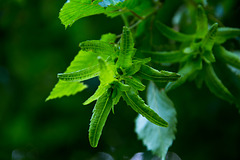 20140519 3350VRAw [D~OB] Hainbuche (Carpinus betulus), Gehölzgarten Ripshorst