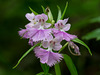 Platanthera grandiflora (Large Purple Fringed orchid)