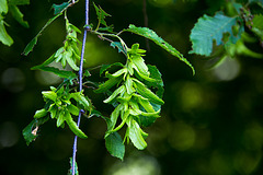 20140519 3349VRAw [D~OB] Hainbuche (Carpinus betulus), Gehölzgarten Ripshorst