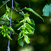 20140519 3349VRAw [D~OB] Hainbuche (Carpinus betulus), Gehölzgarten Ripshorst