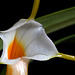 Masdevallia fuchsii