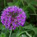 Allium