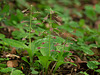 Liparis liliifolia (Lily-leaved Twayblade orchid)