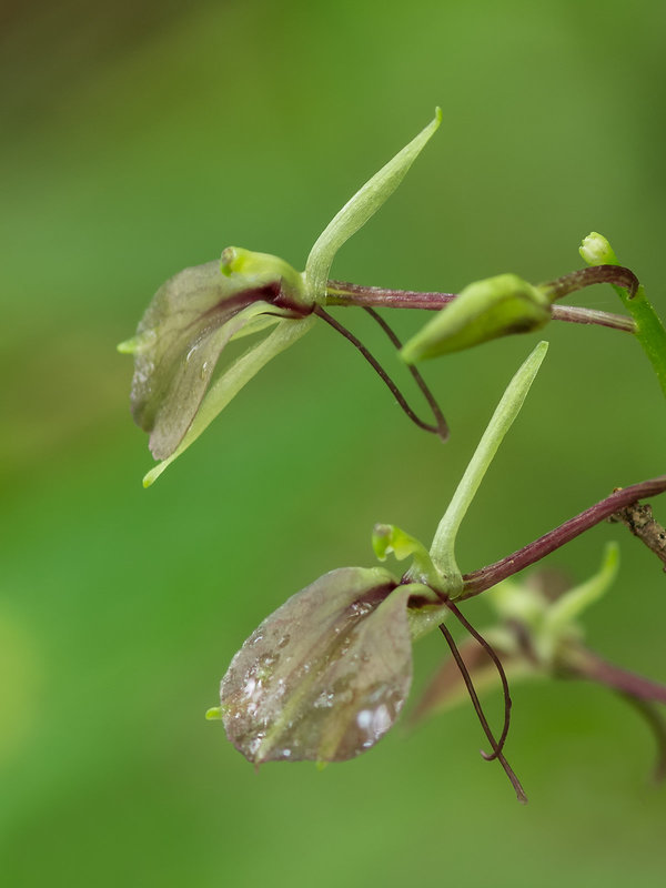 Liparis liliifolia (Lily-leaved Twayblade orchid)