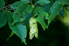 20140519 3346VRAw [D~OB] Hainbuche (Carpinus betulus), Gehölzgarten Ripshorst