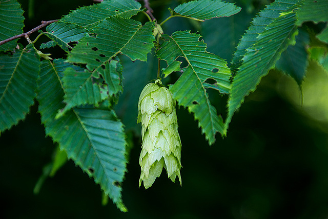 20140519 3346VRAw [D~OB] Hopfenbuche (Ostrya carpinifolia), Ripsdorfer Wald