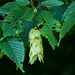 20140519 3346VRAw [D~OB] Hainbuche (Carpinus betulus), Gehölzgarten Ripshorst