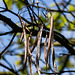 20140519 3344VRAw [D~OB] Trompetenbaum (Catalpa bignonioiges), Gehölzgarten Ripshorst