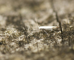 Apple Leaf Miner