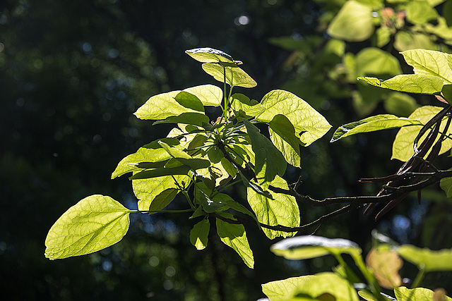 20140519 3343VRAw [D~OB] Ripsdorfer Wald