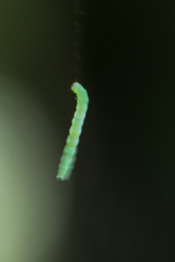 20140519 3342VRAw [D~OB] Raupe, Gehölzgarten Ripshorst