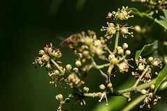 20140519 3332VRAw [D~OB] Baumblüte, Ripsdorfer Wald